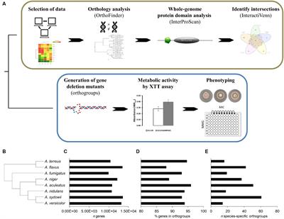 NmrB (AN9181) expression is activated under oxidative stress conditions acting as a metabolic repressor of Aspergillus nidulans